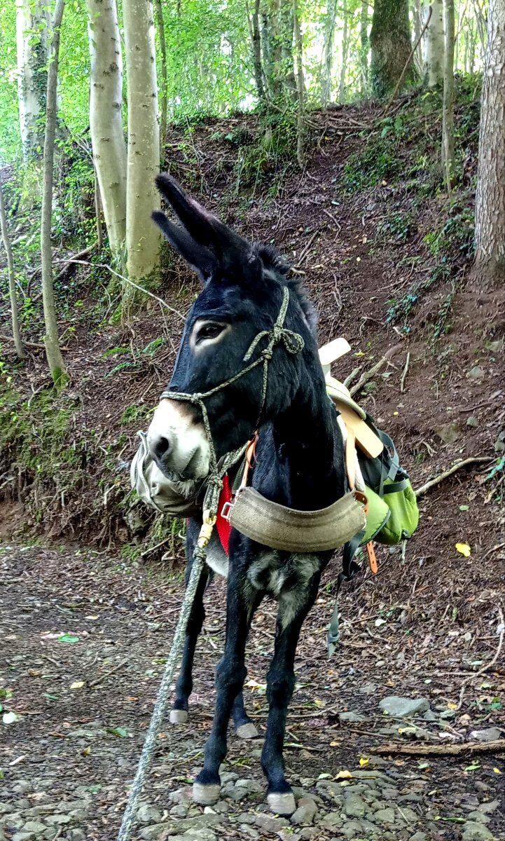 Trekking someggiato in collina a passo d'asino Trekking someggiato in collina a passo d'asino desktop picture