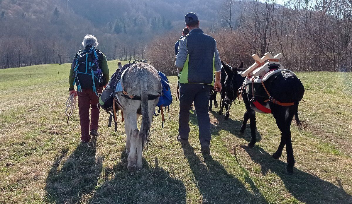 Trekking someggiato in collina a passo d'asino Trekking someggiato in collina a passo d'asino desktop picture