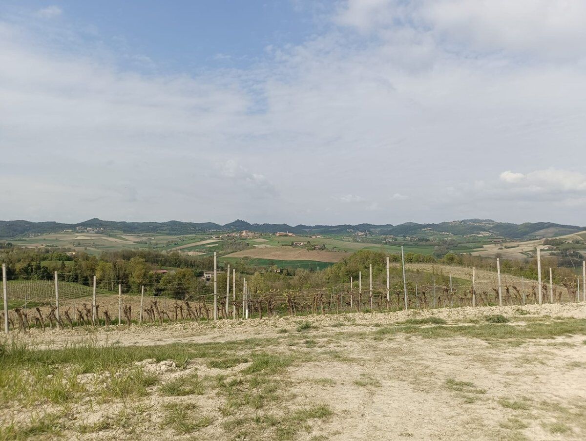 Pranzo monferrino e degustazione in vigna nel Monferrato Astigiano Pranzo monferrino e degustazione in vigna nel Monferrato Astigiano desktop picture