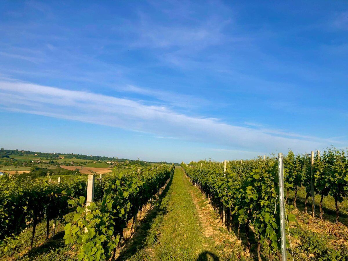 Pranzo monferrino e degustazione in vigna nel Monferrato Astigiano Pranzo monferrino e degustazione in vigna nel Monferrato Astigiano desktop picture