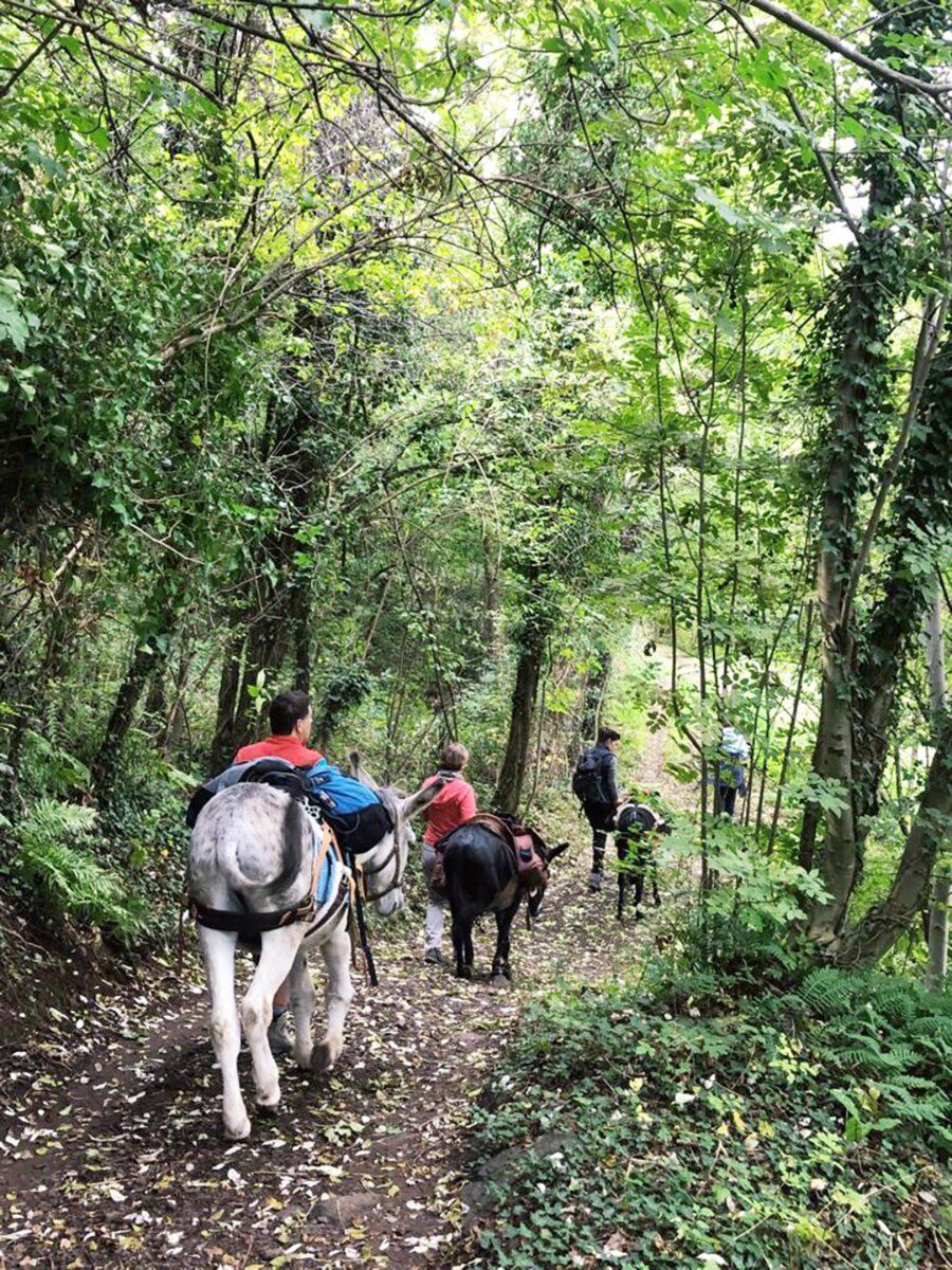 Escursione someggiata con gli asini e degustazione in fattoria Escursione someggiata con gli asini e degustazione in fattoria desktop picture