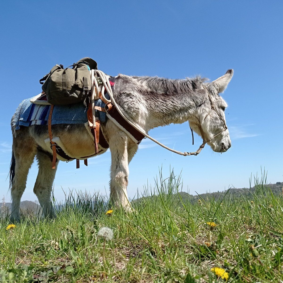 Escursione someggiata con gli asini e degustazione in fattoria Escursione someggiata con gli asini e degustazione in fattoria desktop picture