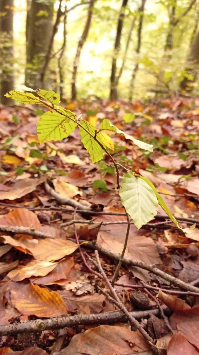 La Via dei Faggi: escursione alla scoperta del Re del bosco La Via dei Faggi: escursione alla scoperta del Re del bosco desktop picture