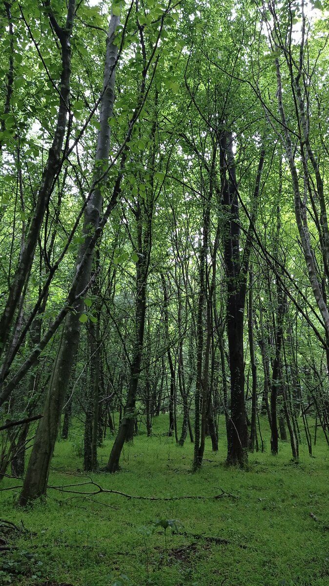 La Via dei Faggi: escursione alla scoperta del Re del bosco La Via dei Faggi: escursione alla scoperta del Re del bosco desktop picture