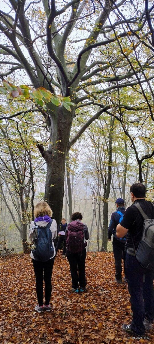 La Via dei Faggi: escursione alla scoperta del Re del bosco La Via dei Faggi: escursione alla scoperta del Re del bosco desktop picture