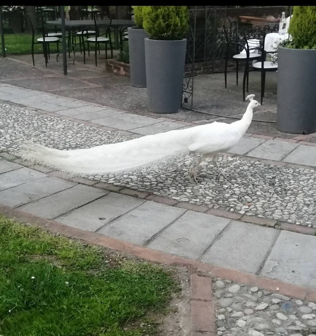 Cena musicale sotto le stelle con dj set Cena musicale sotto le stelle con dj set desktop picture