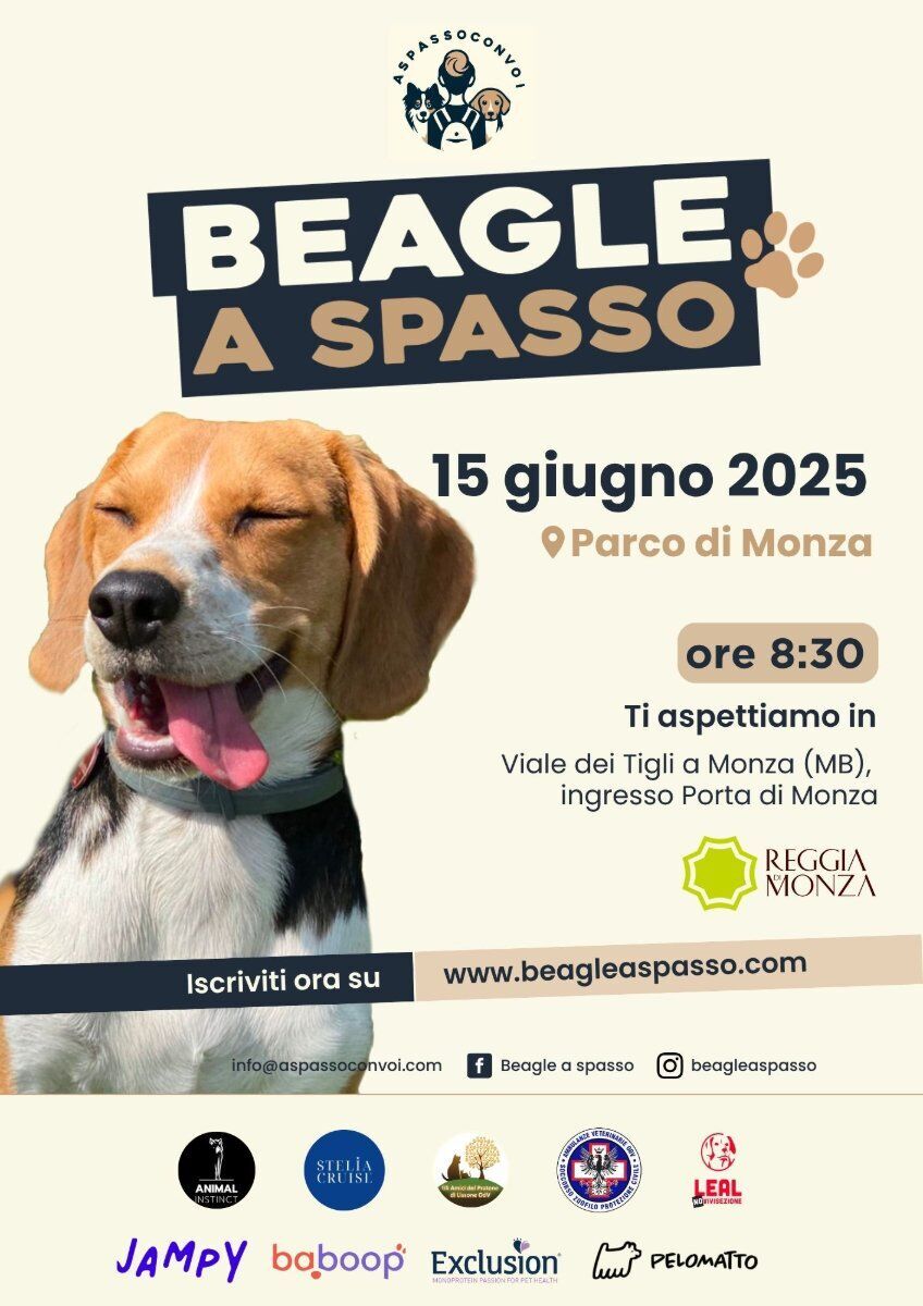 Beagle a spasso Beagle a spasso desktop picture