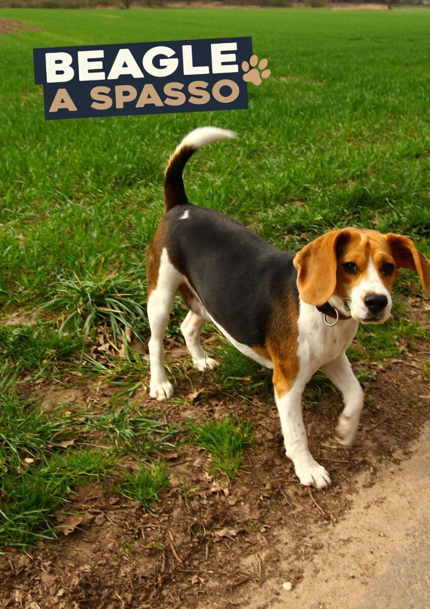 Beagle a spasso Beagle a spasso desktop picture