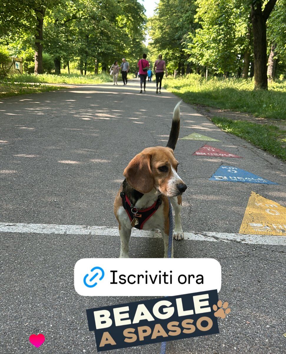 Beagle a spasso Beagle a spasso desktop picture