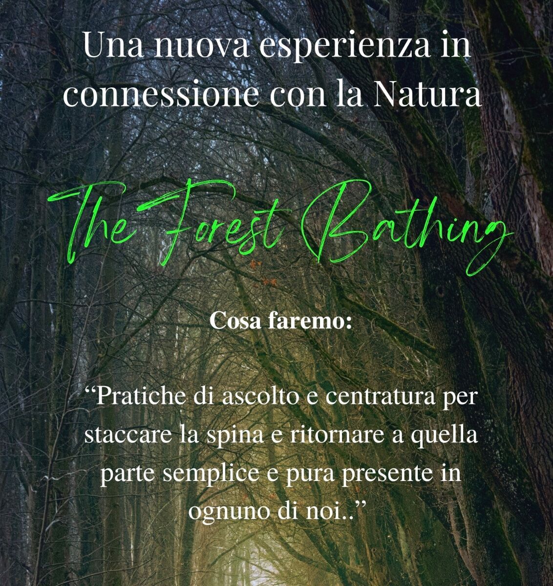 Camminata rilassante e sensoriale tra i faggi. Camminata rilassante e sensoriale tra i faggi. desktop picture