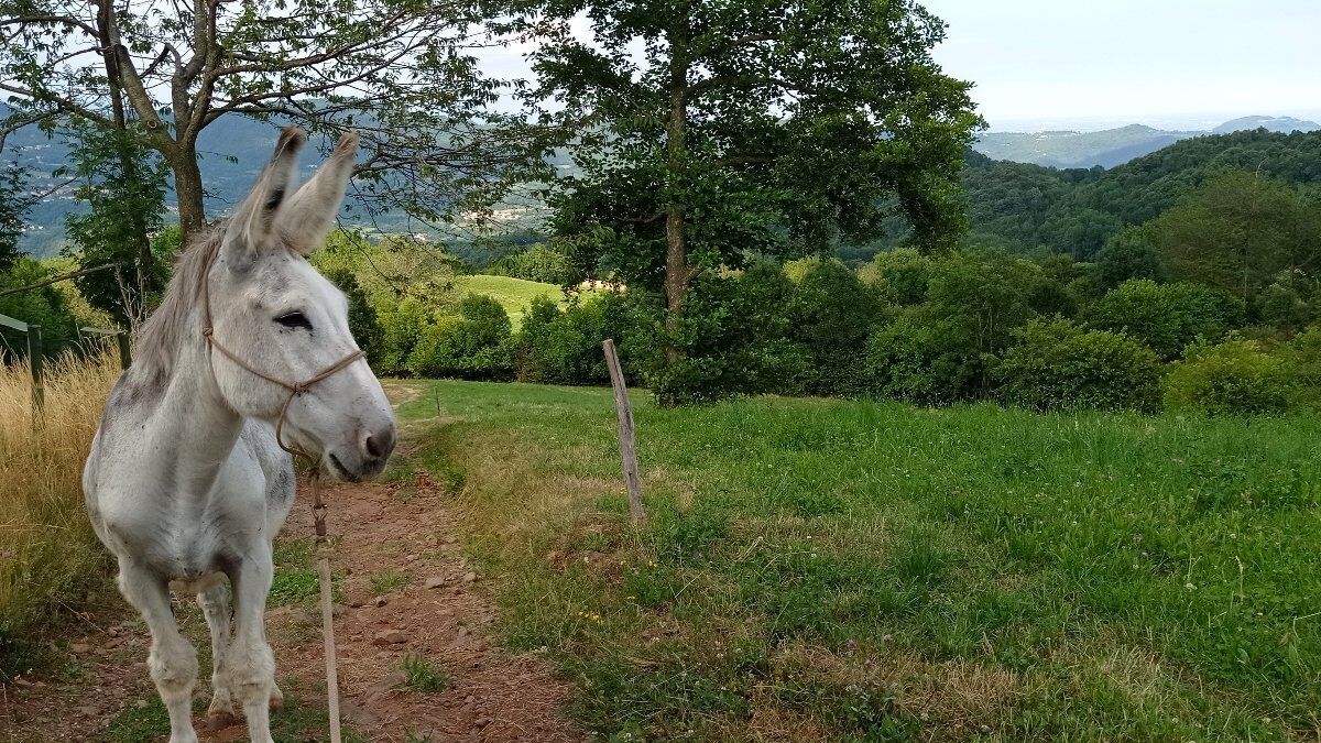 A passo d’asino nell'Alto Vicentino A passo d’asino nell'Alto Vicentino desktop picture