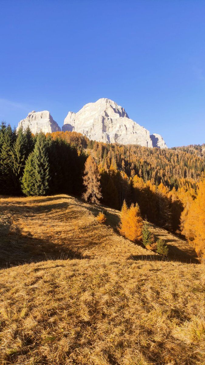 Monte Punta: anello panoramico tra boschi, pascoli e antichi tabià Monte Punta: anello panoramico tra boschi, pascoli e antichi tabià desktop picture