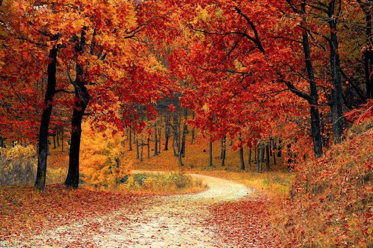 Istantanee d’Autunno: Fotografia Naturalistica in Val d'Ala Istantanee d’Autunno: Fotografia Naturalistica in Val d'Ala desktop picture