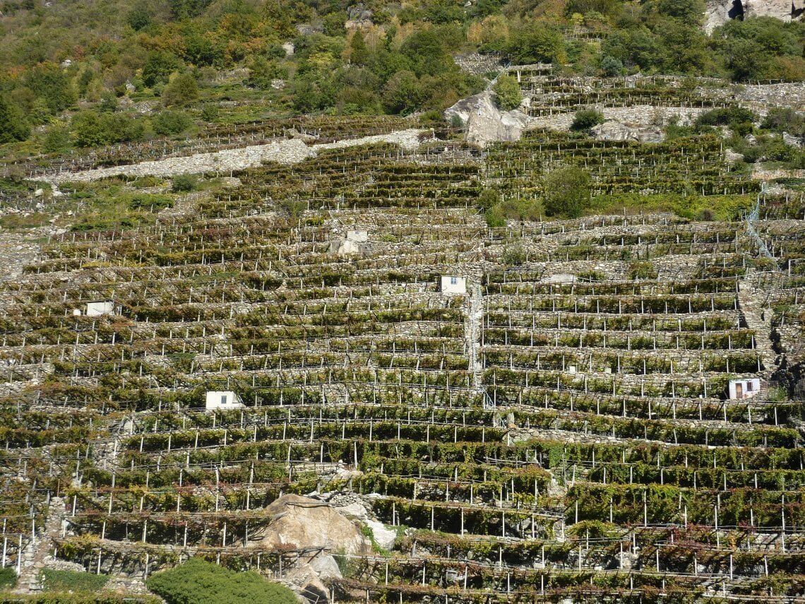Alla scoperta di antichi vigneti ed alla degustazione di vini montani Alla scoperta di antichi vigneti ed alla degustazione di vini montani desktop picture