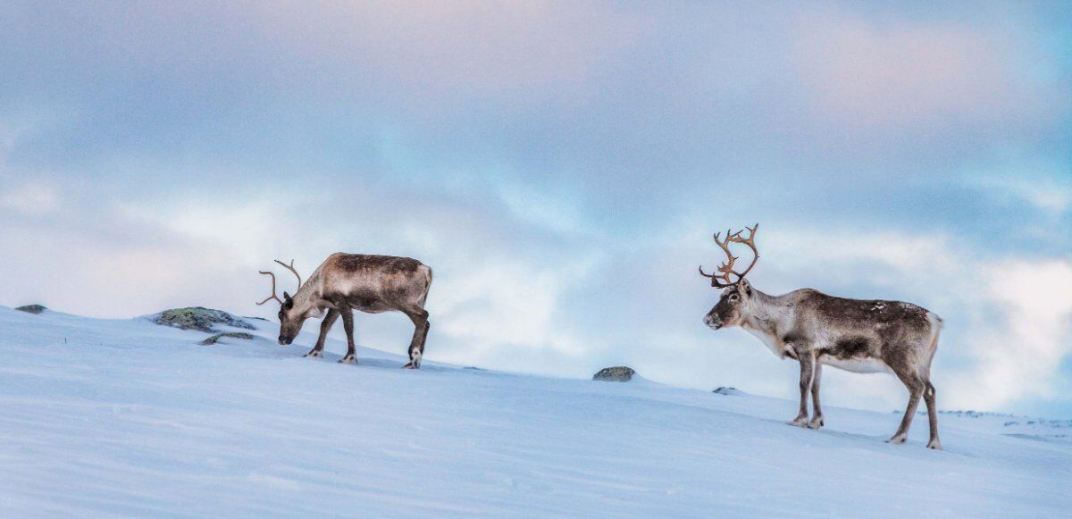 Lapponia Finlandese: 4 giorni nel regno dell’Aurora Boreale Lapponia Finlandese: 4 giorni nel regno dell’Aurora Boreale desktop picture