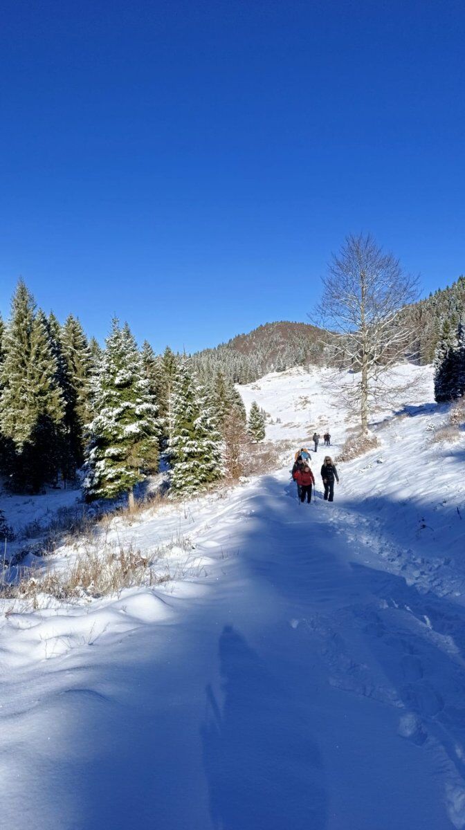 L’Aquila Vaia e la rinascita della foresta in Marcesina L’Aquila Vaia e la rinascita della foresta in Marcesina desktop picture
