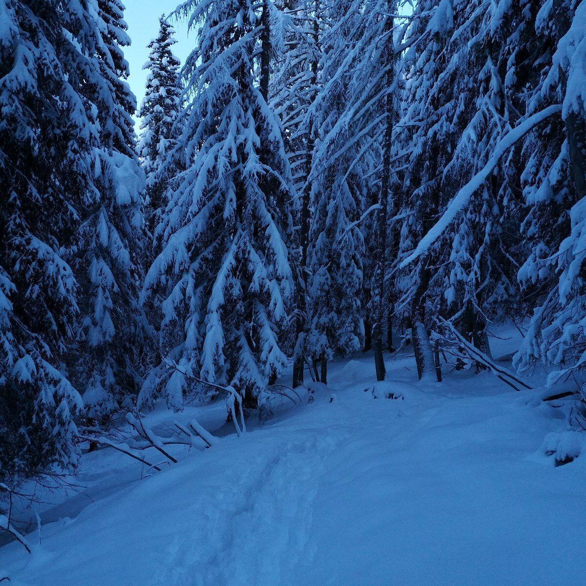 Ciaspolata in 𝑽𝑨𝑳 𝑽𝙀𝑵𝑬𝑮𝑰𝑨 Ciaspolata in 𝑽𝑨𝑳 𝑽𝙀𝑵𝑬𝑮𝑰𝑨 desktop picture