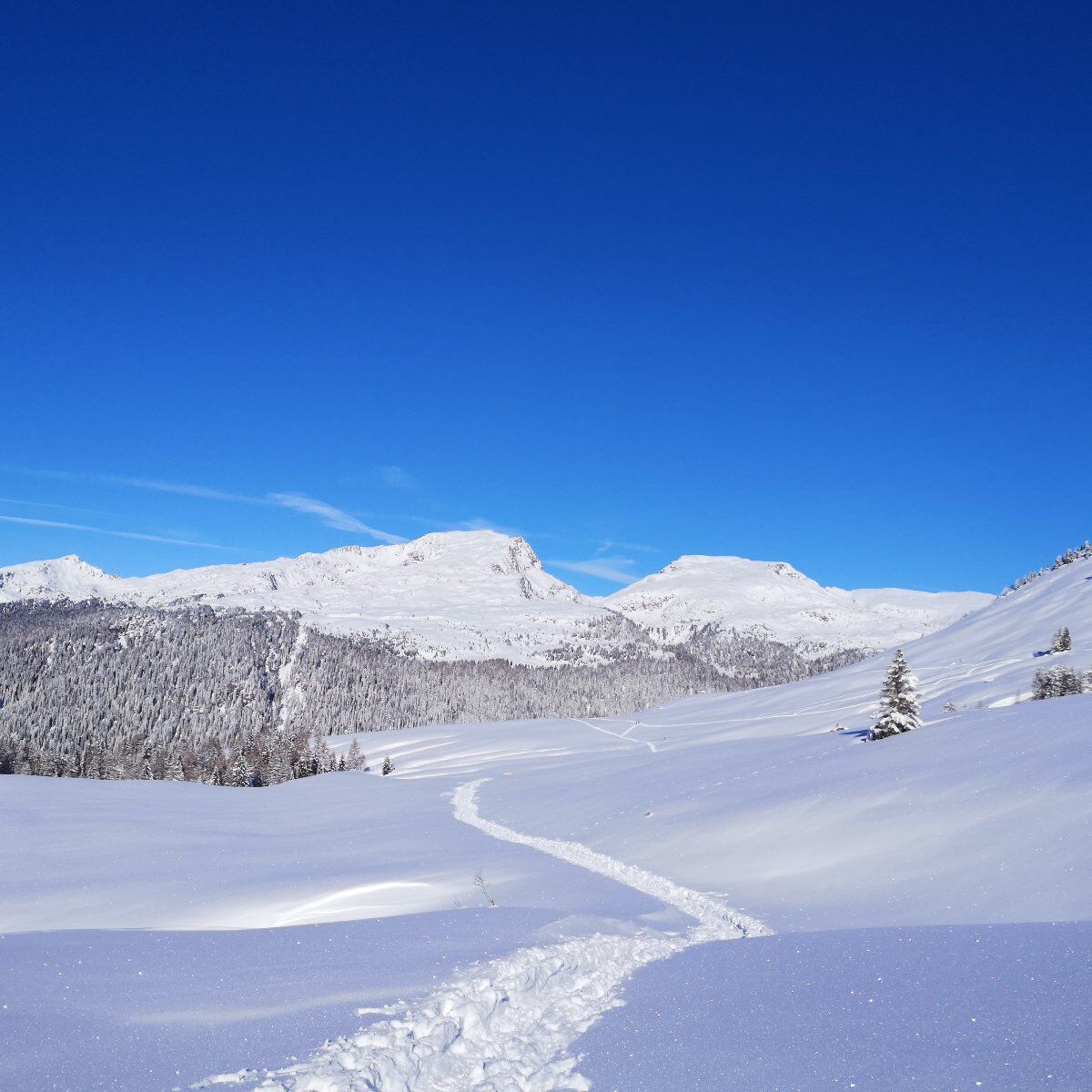 Ciaspolata in 𝑽𝑨𝑳 𝑽𝙀𝑵𝑬𝑮𝑰𝑨 Ciaspolata in 𝑽𝑨𝑳 𝑽𝙀𝑵𝑬𝑮𝑰𝑨 desktop picture