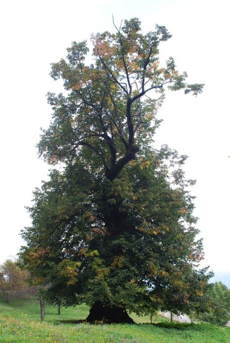Il Sentiero dei Grandi Alberi: Un Nuovo Panoramico Percorso Il Sentiero dei Grandi Alberi: Un Nuovo Panoramico Percorso desktop picture