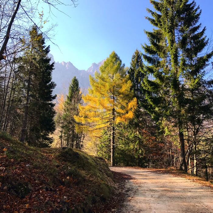 Il Sentiero dei Grandi Alberi: Un Nuovo Panoramico Percorso Il Sentiero dei Grandi Alberi: Un Nuovo Panoramico Percorso desktop picture