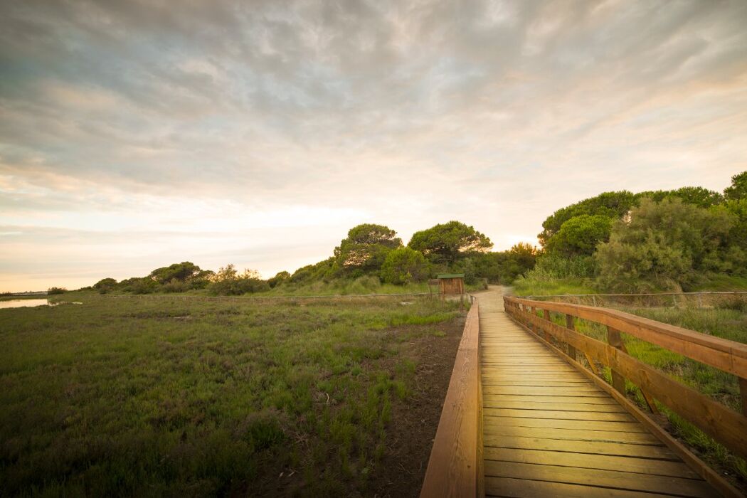 L'Incantesimo del Delta del Po: Il Giardino Litoraneo di Porto Caleri L'Incantesimo del Delta del Po: Il Giardino Litoraneo di Porto Caleri desktop picture