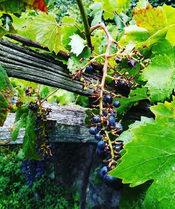 Lungo la Via Francigena, tra Vigneti e Roccaforti nel Canavese Lungo la Via Francigena, tra Vigneti e Roccaforti nel Canavese desktop picture