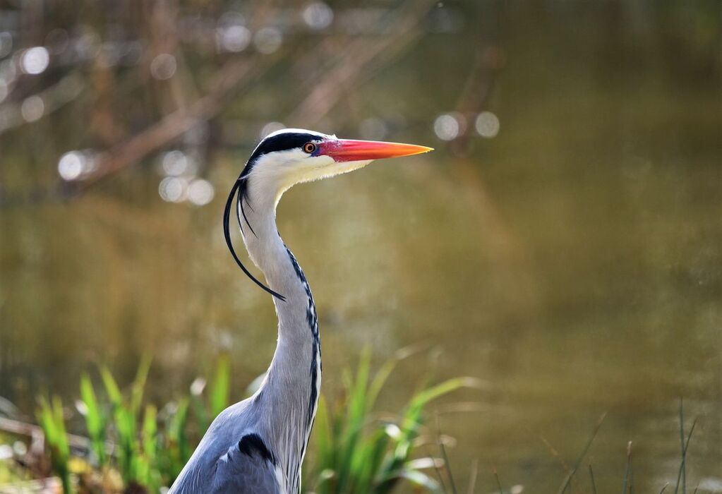 Il Parco degli Aironi, l’Oasi Verde a Due Passi da Varese Il Parco degli Aironi, l’Oasi Verde a Due Passi da Varese desktop picture