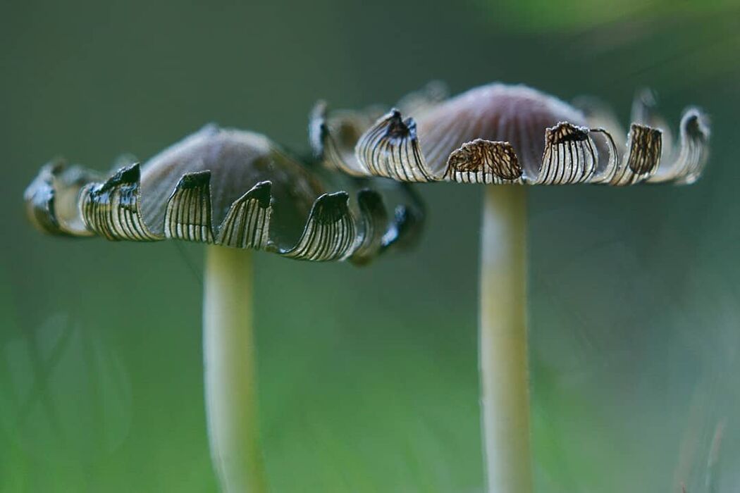 Sulla Via del Gesso degli Artisti: I Sentieri del Parco dell’Abbadessa Sulla Via del Gesso degli Artisti: I Sentieri del Parco dell’Abbadessa desktop picture