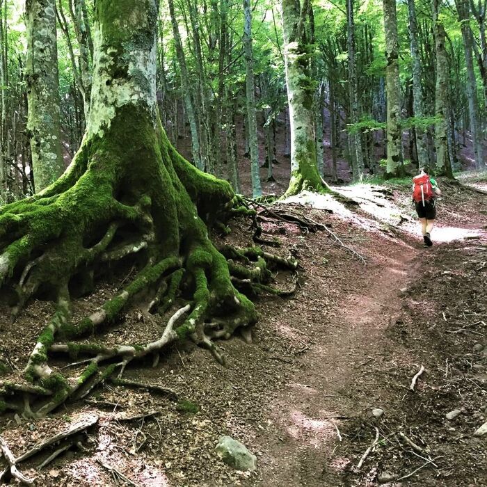Escursione tra le Sorgenti dell’Arno e il Lago degli Idoli Escursione tra le Sorgenti dell’Arno e il Lago degli Idoli desktop picture