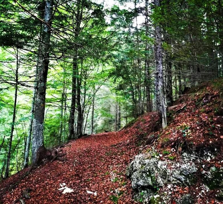Asiago: un tuffo nel passato tra perle paesaggistiche e rievocazioni letterarie Asiago: un tuffo nel passato tra perle paesaggistiche e rievocazioni letterarie desktop picture