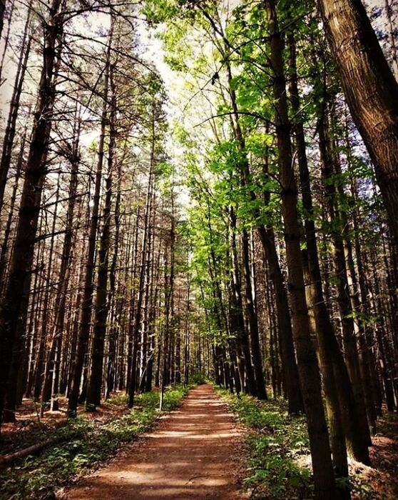 Un percorso in simbiosi con la natura: alla scoperta del Parco della Pineta di Appiano Gentile Un percorso in simbiosi con la natura: alla scoperta del Parco della Pineta di Appiano Gentile desktop picture