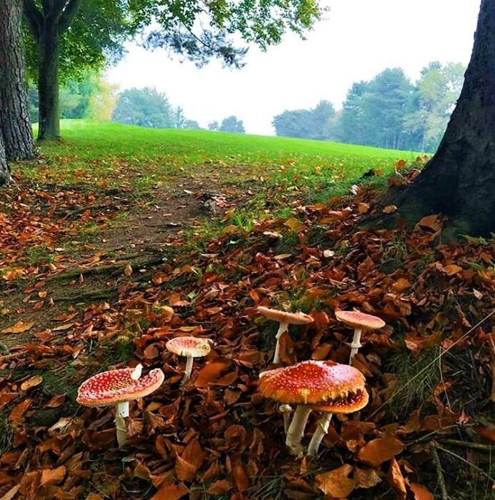 Un percorso in simbiosi con la natura: alla scoperta del Parco della Pineta di Appiano Gentile Un percorso in simbiosi con la natura: alla scoperta del Parco della Pineta di Appiano Gentile desktop picture