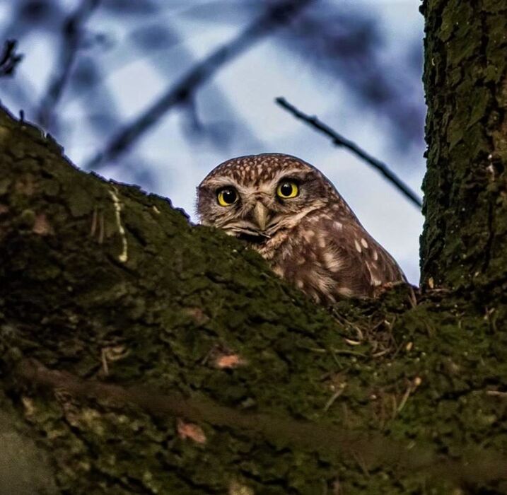 Viaggio serale nelle Colline Veronesi per ascoltare il canto dei rapaci notturni Viaggio serale nelle Colline Veronesi per ascoltare il canto dei rapaci notturni desktop picture