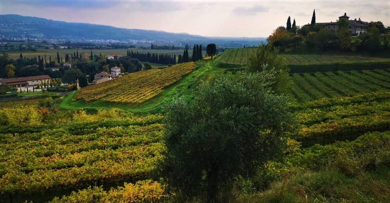 Viaggio serale nelle Colline Veronesi per ascoltare il canto dei rapaci notturni Viaggio serale nelle Colline Veronesi per ascoltare il canto dei rapaci notturni desktop picture
