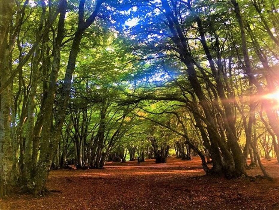La faggeta di Canfaito e il Borgo incantato di Elcito: tesori dall’Appennino Marchigiano La faggeta di Canfaito e il Borgo incantato di Elcito: tesori dall’Appennino Marchigiano desktop picture
