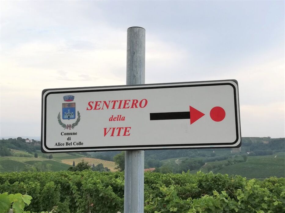 Escursione tra i vigneti di Alice Bel Colle: la Big Bench Rosa Escursione tra i vigneti di Alice Bel Colle: la Big Bench Rosa desktop picture