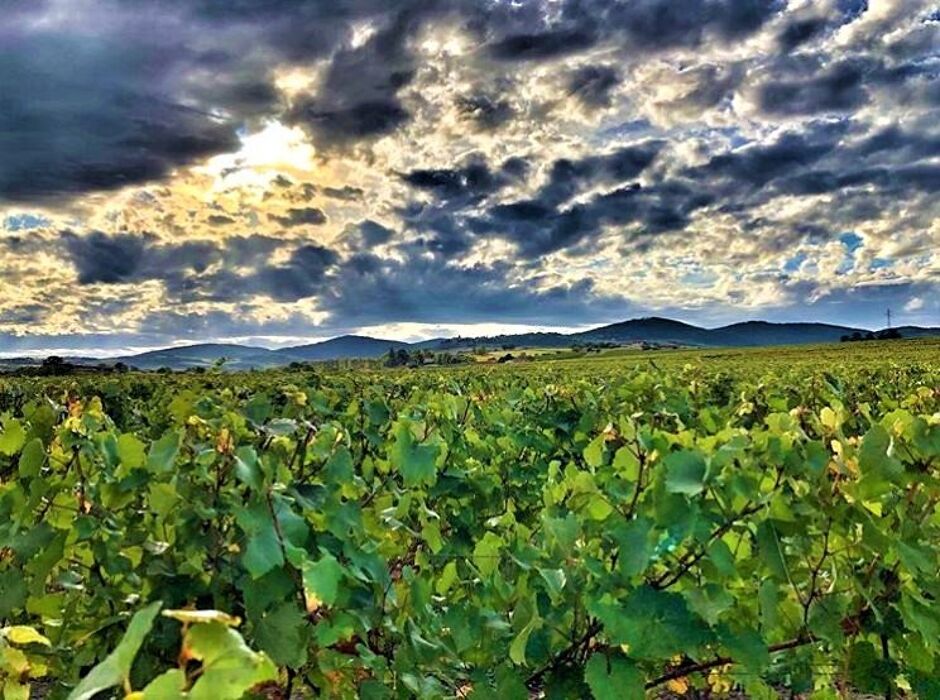 Una Camminata nelle Terre del Monferrato alla scoperta di Denice - MATTINA Una Camminata nelle Terre del Monferrato alla scoperta di Denice - MATTINA desktop picture