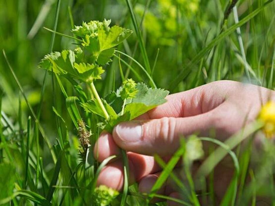 #HOMEXPERIENCE: Usi e Segreti delle Erbe Selvatiche #HOMEXPERIENCE: Usi e Segreti delle Erbe Selvatiche desktop picture