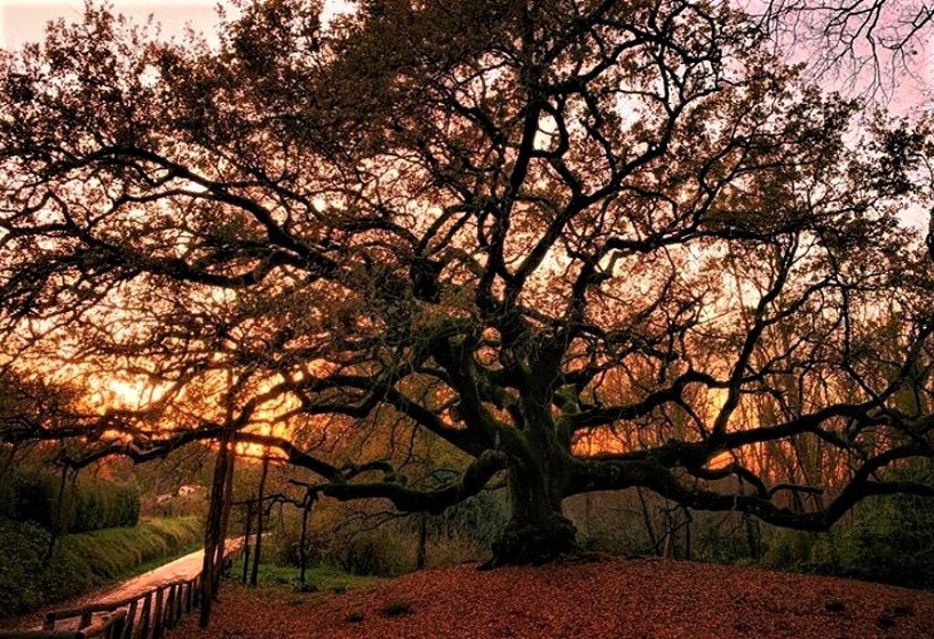 Passeggiata Serale per rievocare il Mito della Quercia delle Streghe Passeggiata Serale per rievocare il Mito della Quercia delle Streghe desktop picture