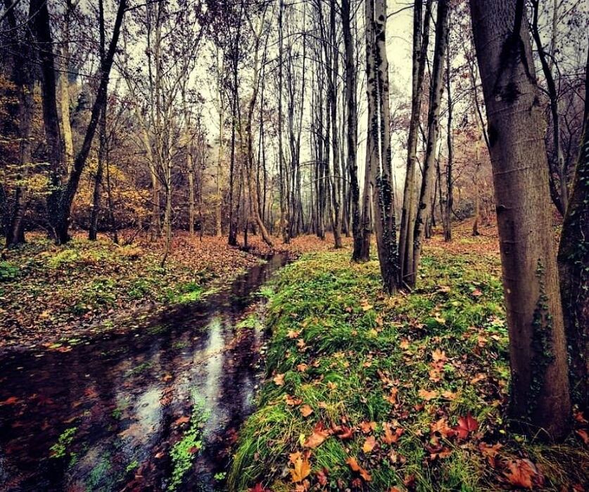 La Riserva Fontana del Guercio: un Paradiso Naturale nel Comasco La Riserva Fontana del Guercio: un Paradiso Naturale nel Comasco desktop picture