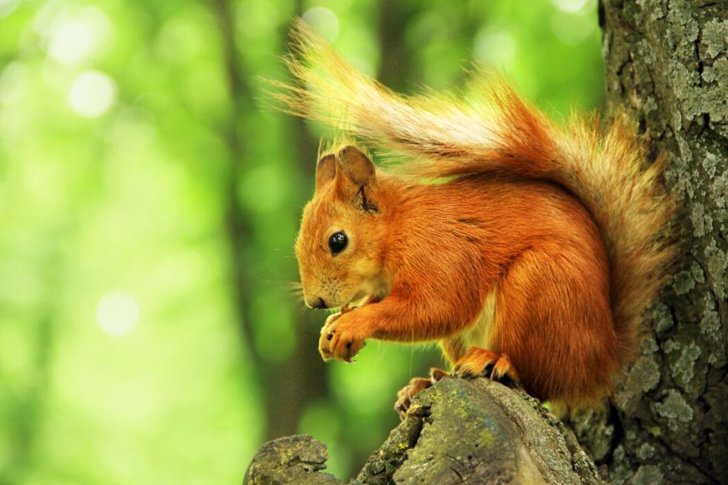 Passeggiata nel Parco della Pineta di Appiano Gentile e Tradate Passeggiata nel Parco della Pineta di Appiano Gentile e Tradate desktop picture