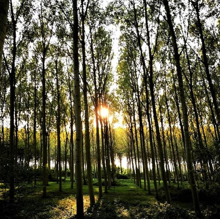 Walking e Yoga nella Magica Cornice del Parco Naturale del Fiume Sile Walking e Yoga nella Magica Cornice del Parco Naturale del Fiume Sile desktop picture