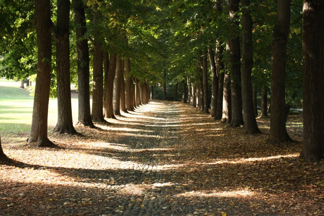 Il Parco la Mandria: Percorso tra Storia e Natura al Cospetto del Re Il Parco la Mandria: Percorso tra Storia e Natura al Cospetto del Re desktop picture