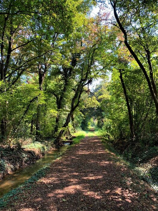 La Riserva di Bosco Fontana: Una Passeggiata nella Natura - POMERIGGIO La Riserva di Bosco Fontana: Una Passeggiata nella Natura - POMERIGGIO desktop picture