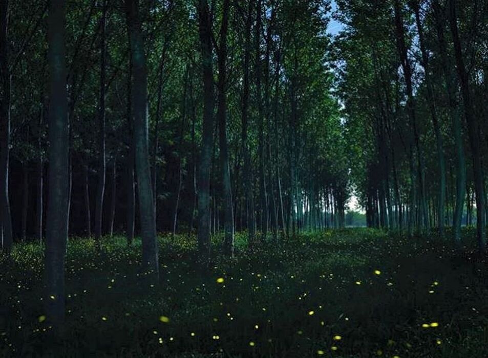 Alla Ricerca dei Magici Bagliori delle Lucciole Alla Ricerca dei Magici Bagliori delle Lucciole desktop picture