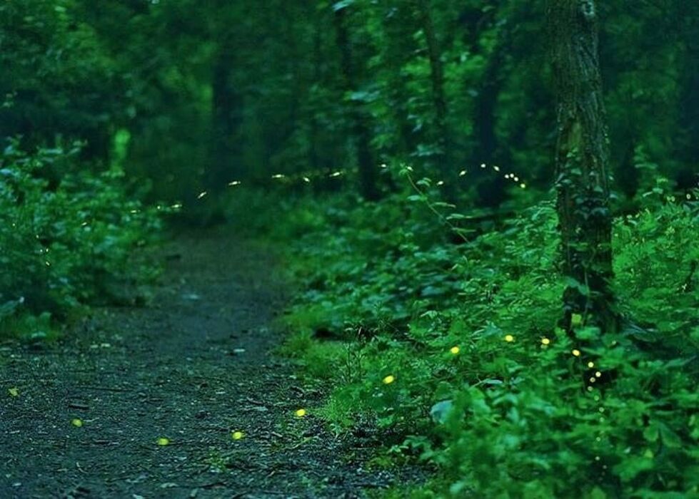 Alla Ricerca dei Magici Bagliori delle Lucciole Alla Ricerca dei Magici Bagliori delle Lucciole desktop picture