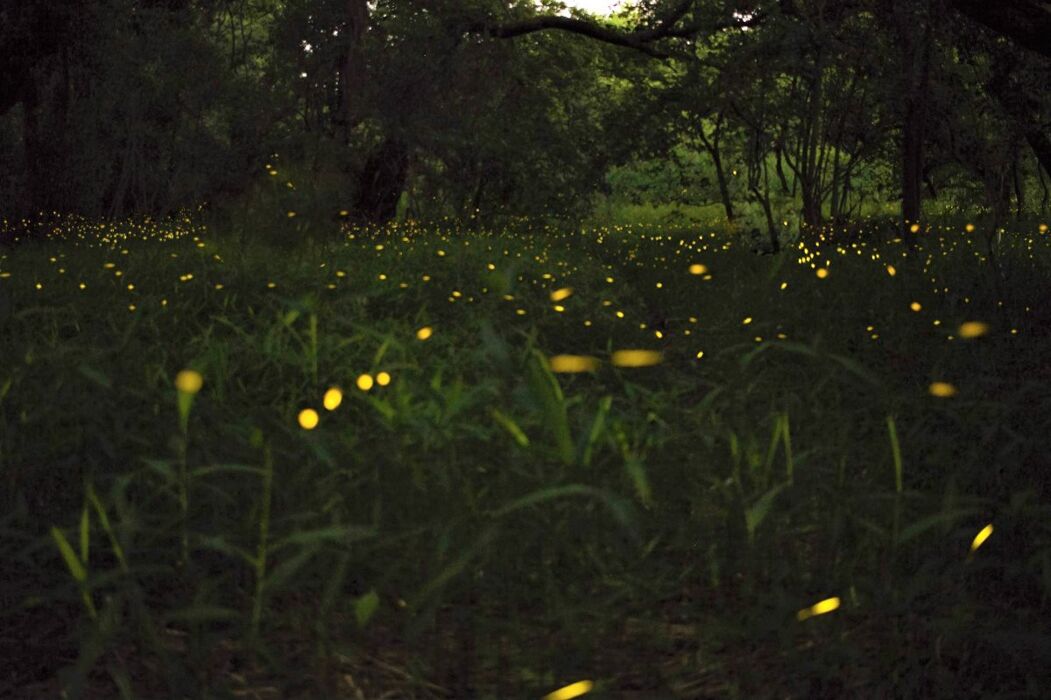 Alla Ricerca dei Magici Bagliori delle Lucciole Alla Ricerca dei Magici Bagliori delle Lucciole desktop picture