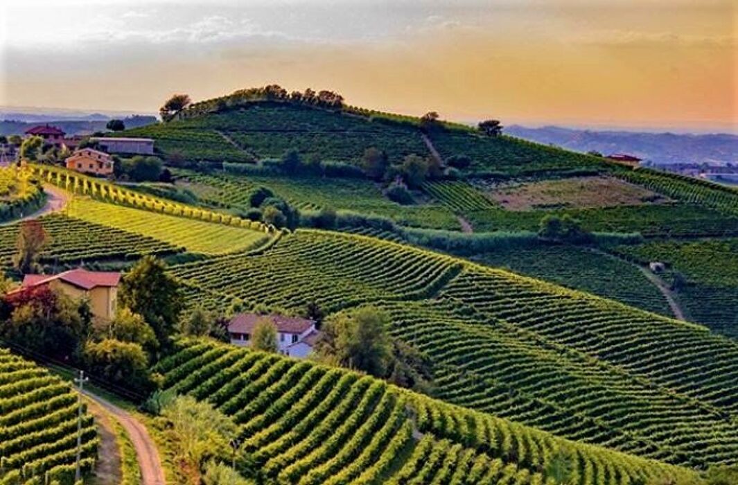 Il Giro della Vite e la Big Bench Rosa - POMERIGGIO Il Giro della Vite e la Big Bench Rosa - POMERIGGIO desktop picture