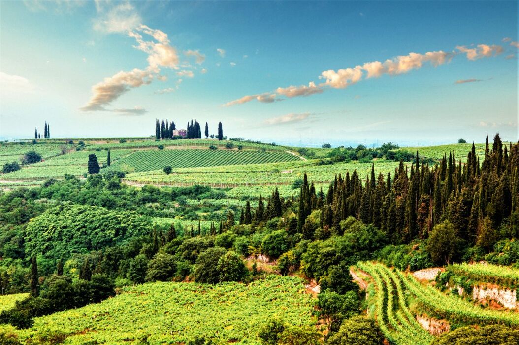 Passeggiata con Picnic tra le Eleganti Vigne di Custoza Passeggiata con Picnic tra le Eleganti Vigne di Custoza desktop picture