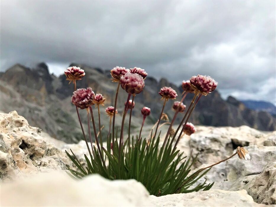 Trekking sull’Altopiano della Rosetta: l'incantevole Oasi Dolomitica Trekking sull’Altopiano della Rosetta: l'incantevole Oasi Dolomitica desktop picture